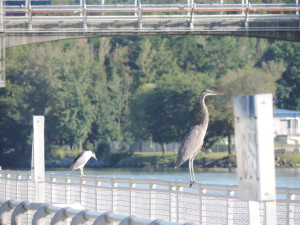 A night heron and a great blue heron watching for fish at a lock and dam