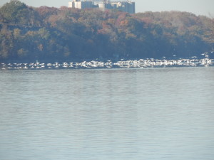White pelicans on the Tennessee River