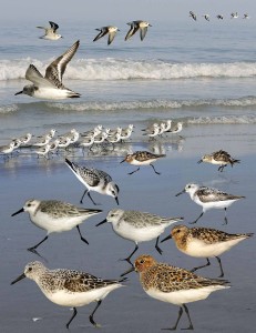 Sanderling_from_the_Crossley_ID_Guide_Britain_and_Ireland