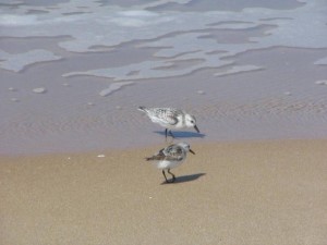 Sanderlings on beach-Calidris_albaZZ
